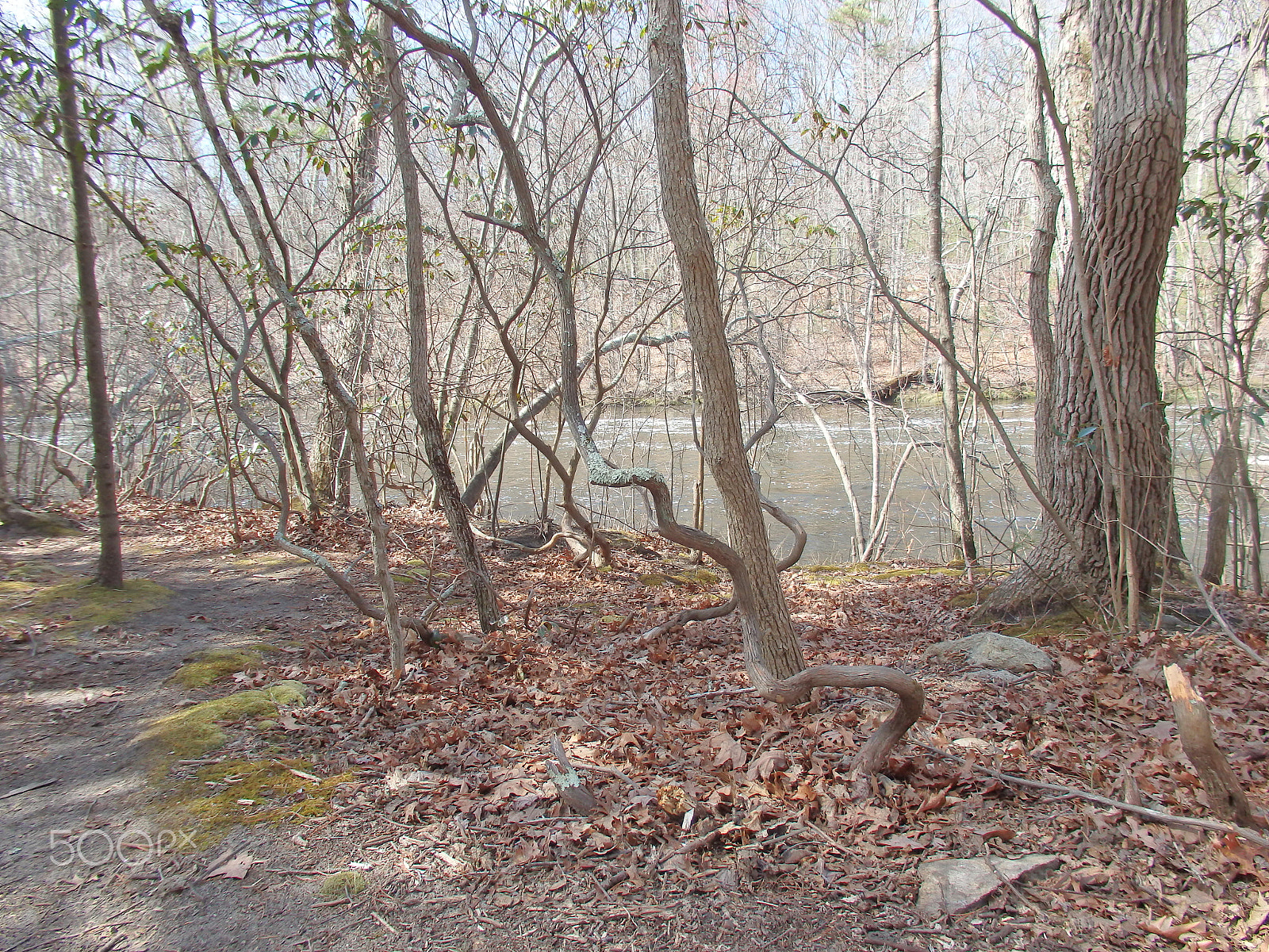 Olympus SH-60 sample photo. Twisty trees photography