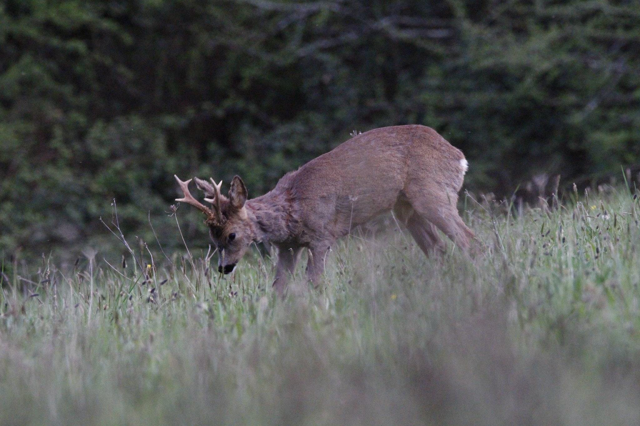 Sigma 150-600mm F5-6.3 DG OS HSM | C sample photo. Belle rencontre avec le chevreuil . photography