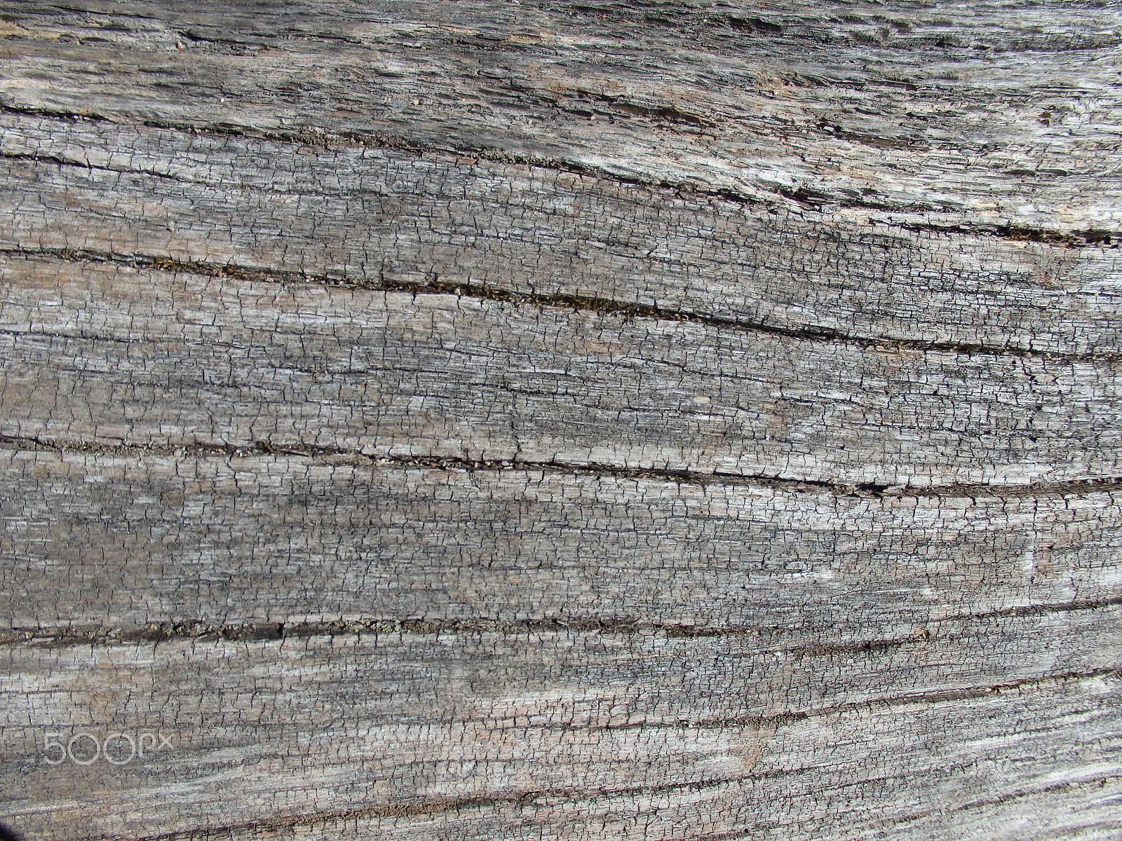 Olympus SH-60 sample photo. Natural wood texture photography