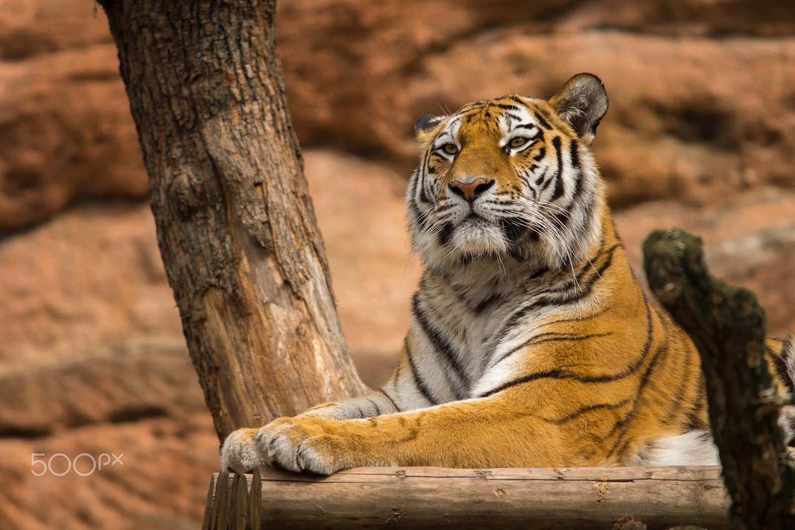 Sony 75-300mm F4.5-5.6 sample photo. Tigerlady photography