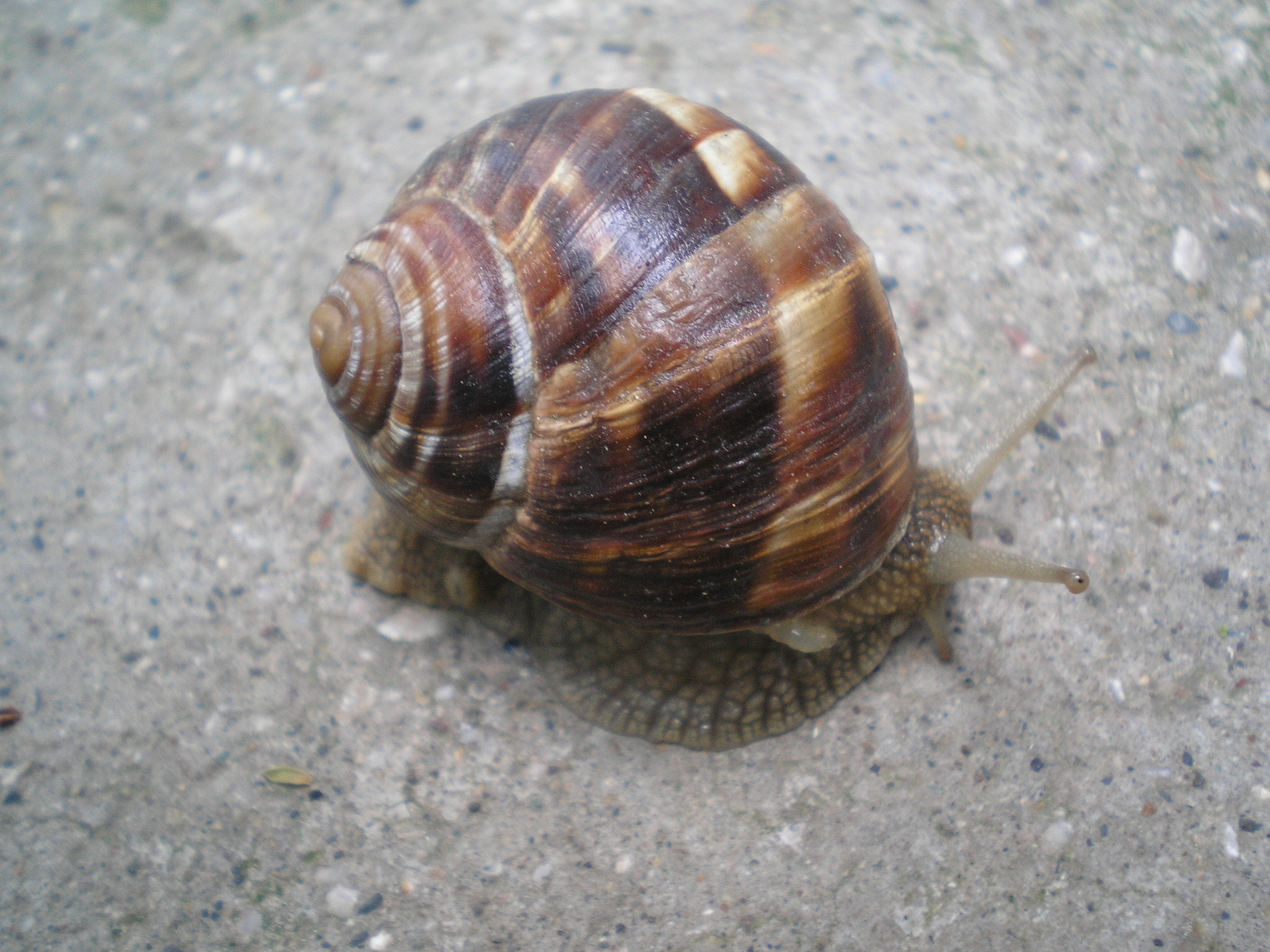 Olympus FE-140,X-725 sample photo. Snail photography