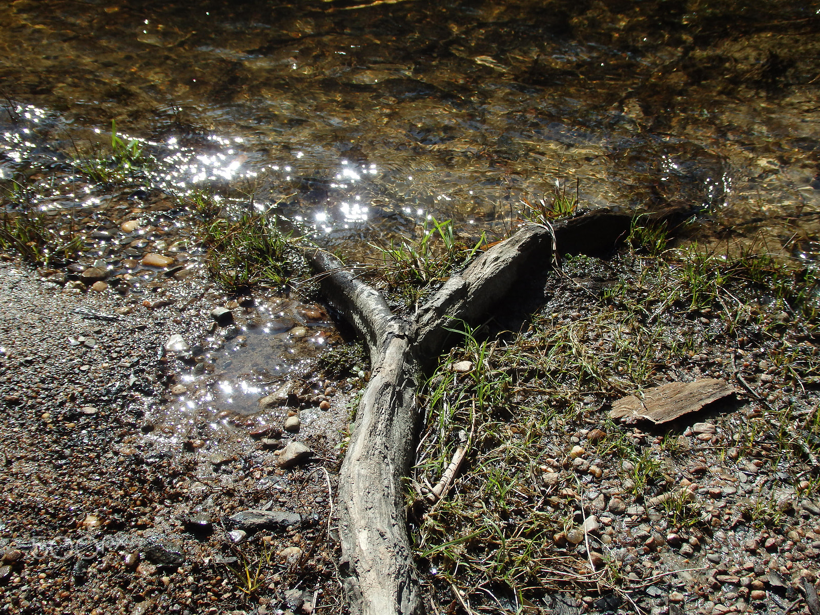 Olympus SH-60 sample photo. Forked root photography