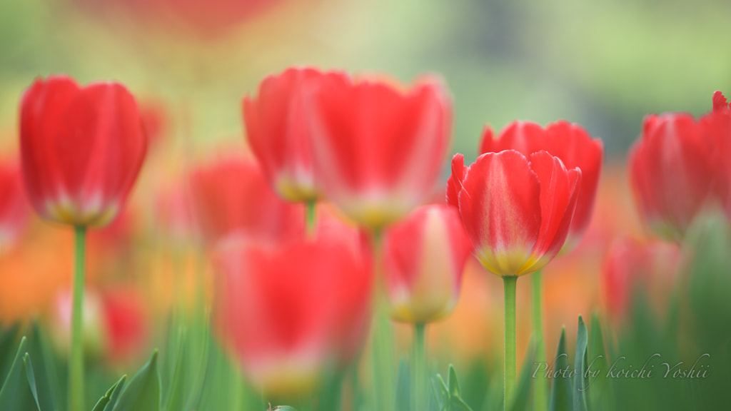 咲。 by Koichi YOSHII on 500px.com