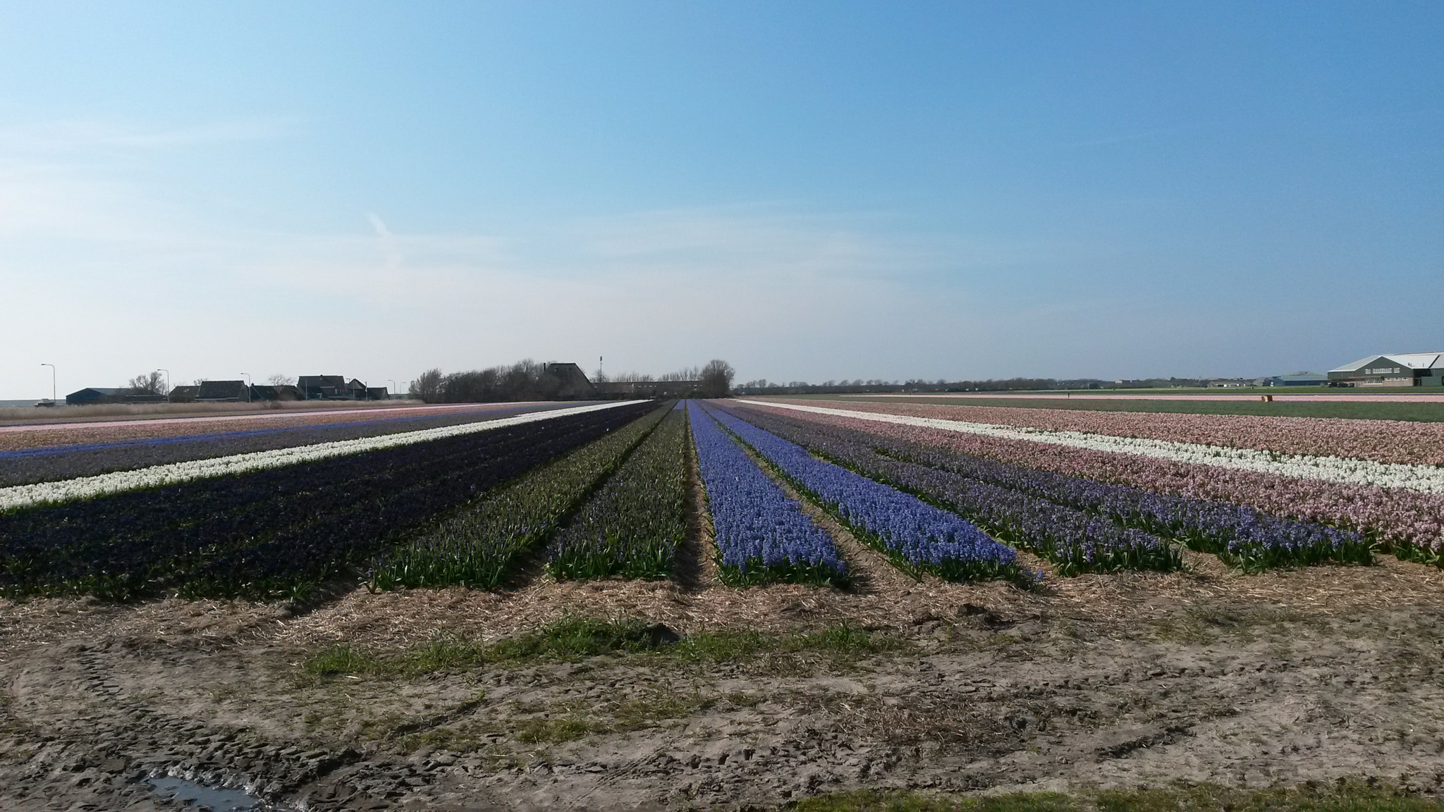Samsung Galaxy S4 Active sample photo. Bloemenvelden in noord holland , nederland  photography