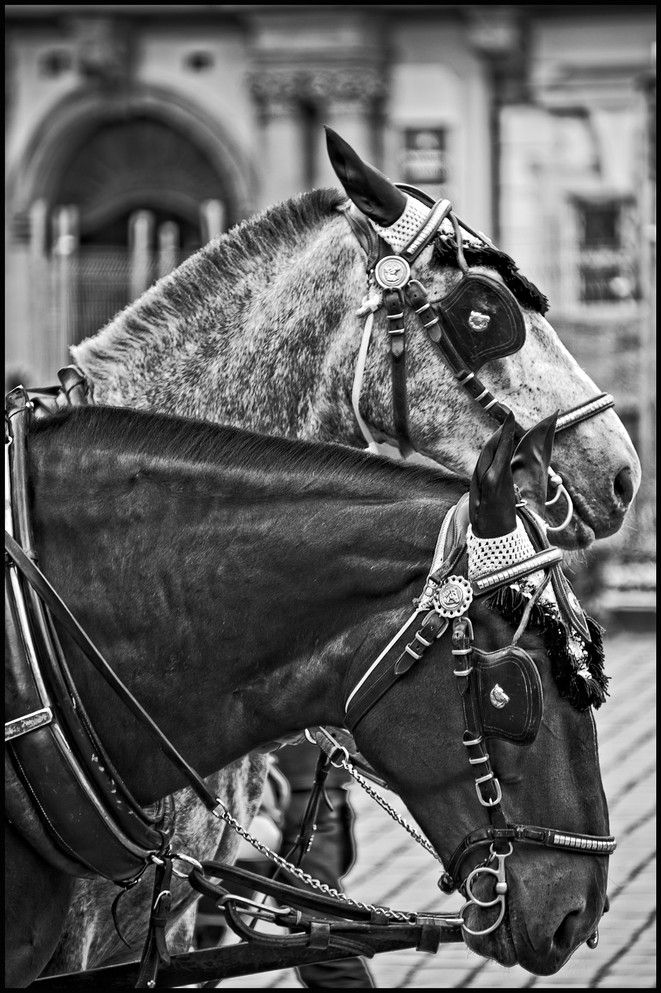 Nikon Df sample photo. Black and white horses of prague photography