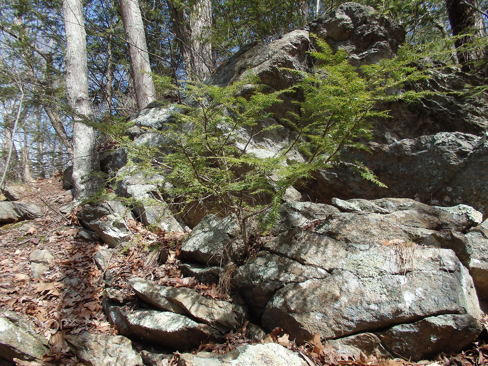 Olympus SH-60 sample photo. Sprouting from the rocks photography