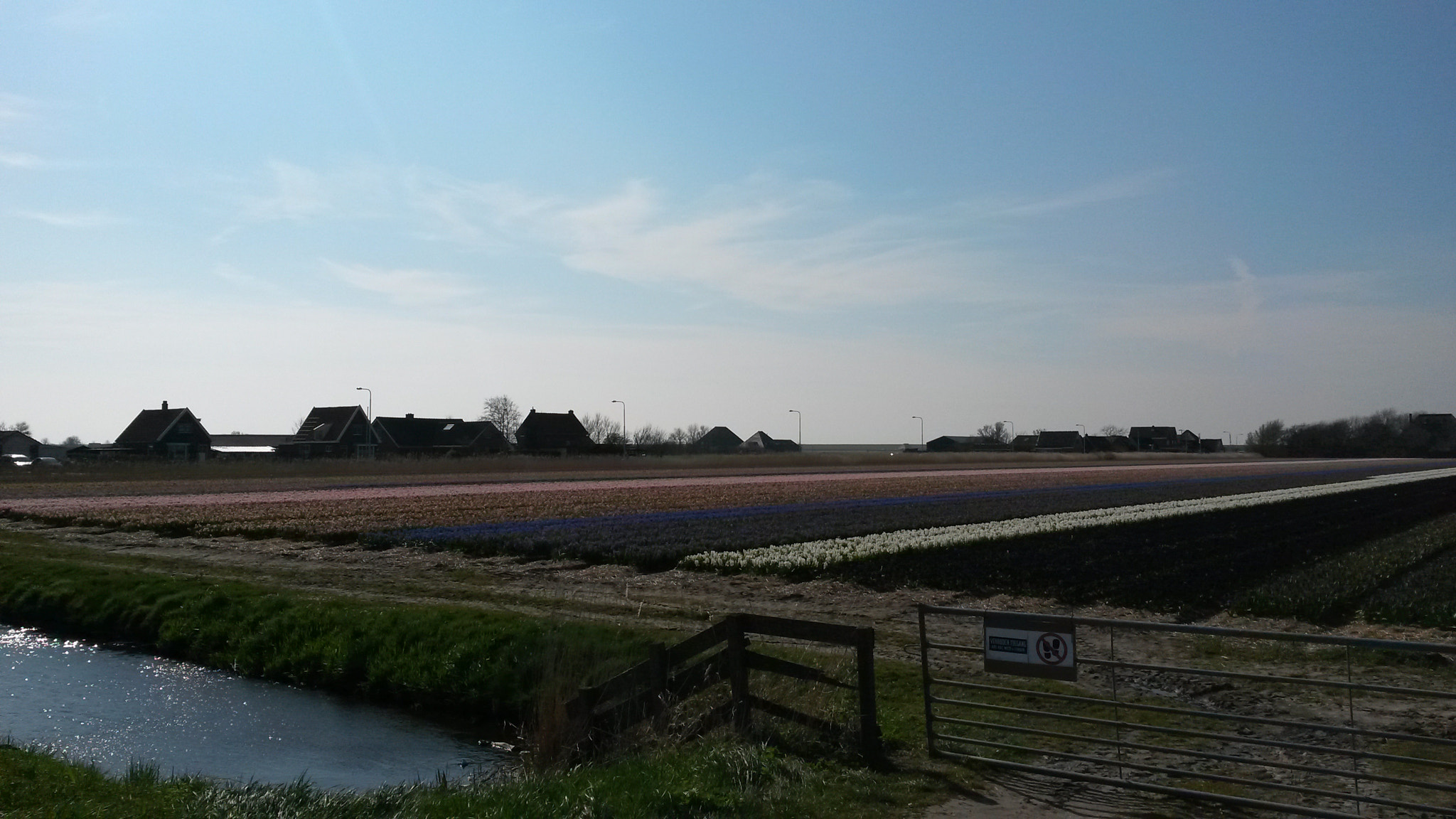 Samsung Galaxy S4 Active sample photo. Bloemen veld in noord holland. nederland photography