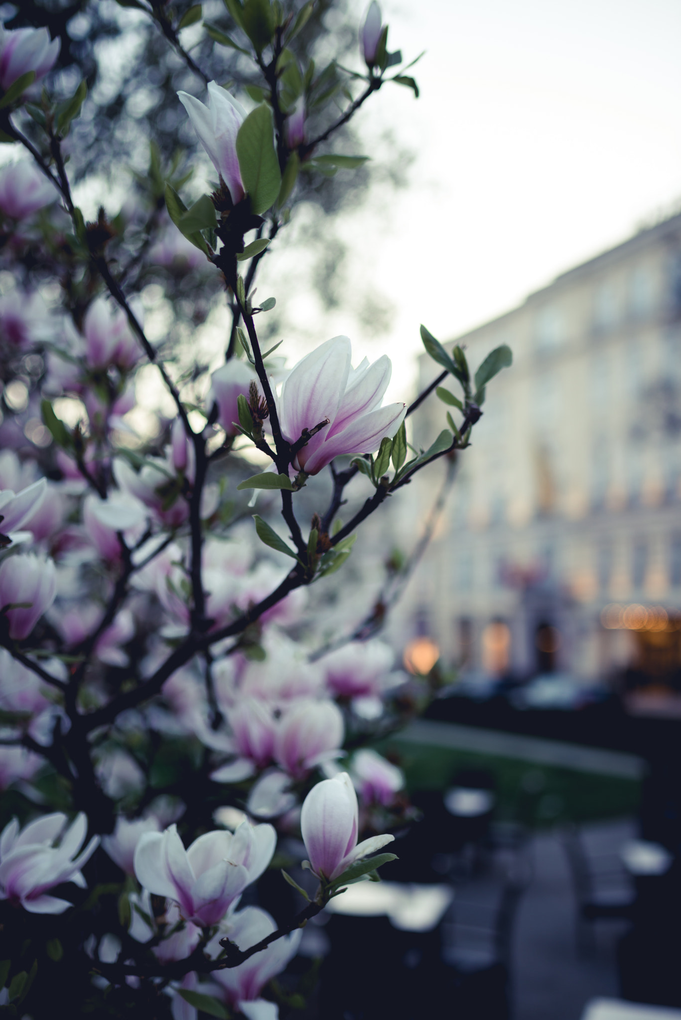 Nikon D600 + Tamron SP 35mm F1.8 Di VC USD sample photo. Magnolia at dusk photography