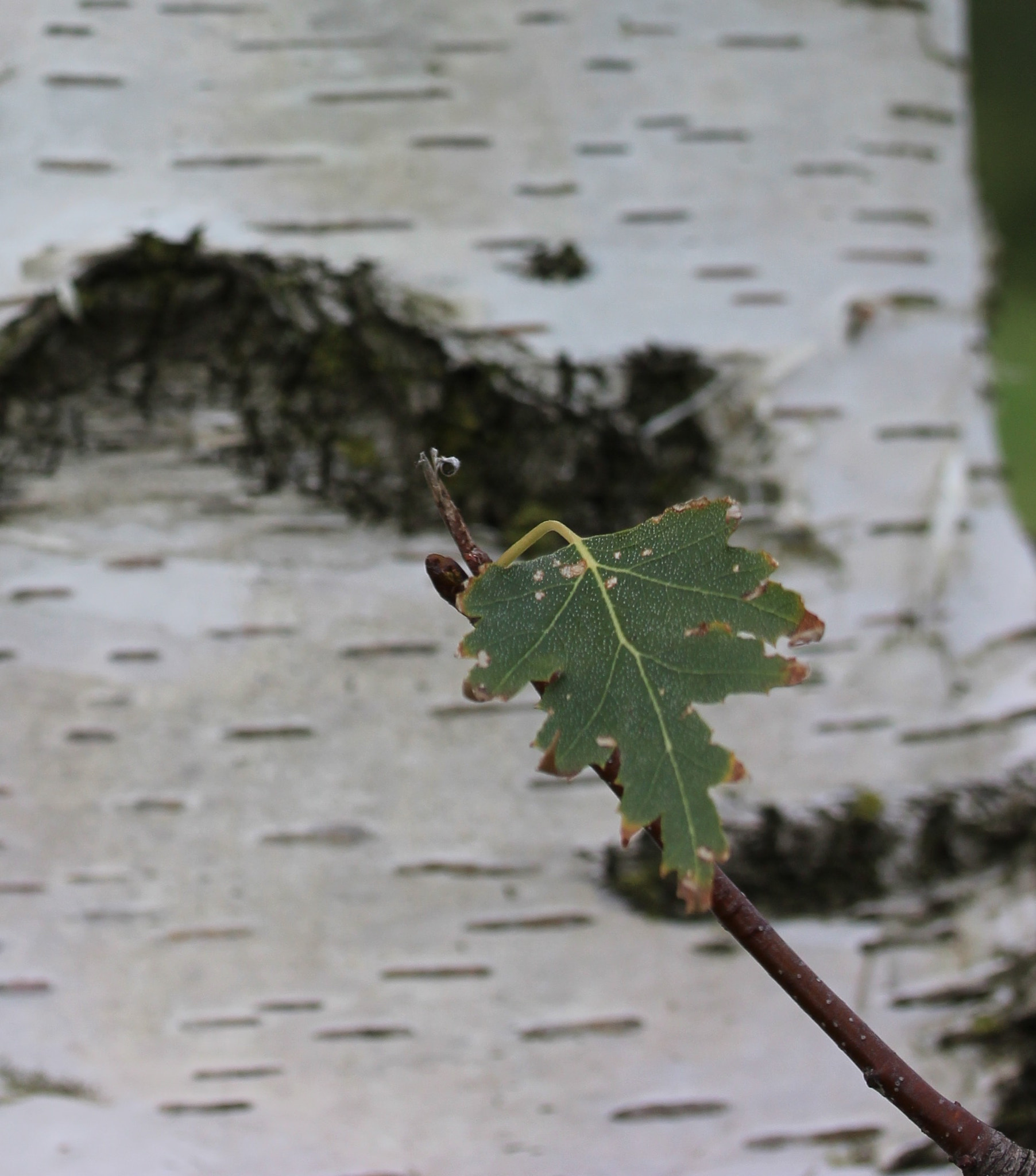 Canon EF-S 60mm F2.8 Macro USM sample photo. Untitled photography