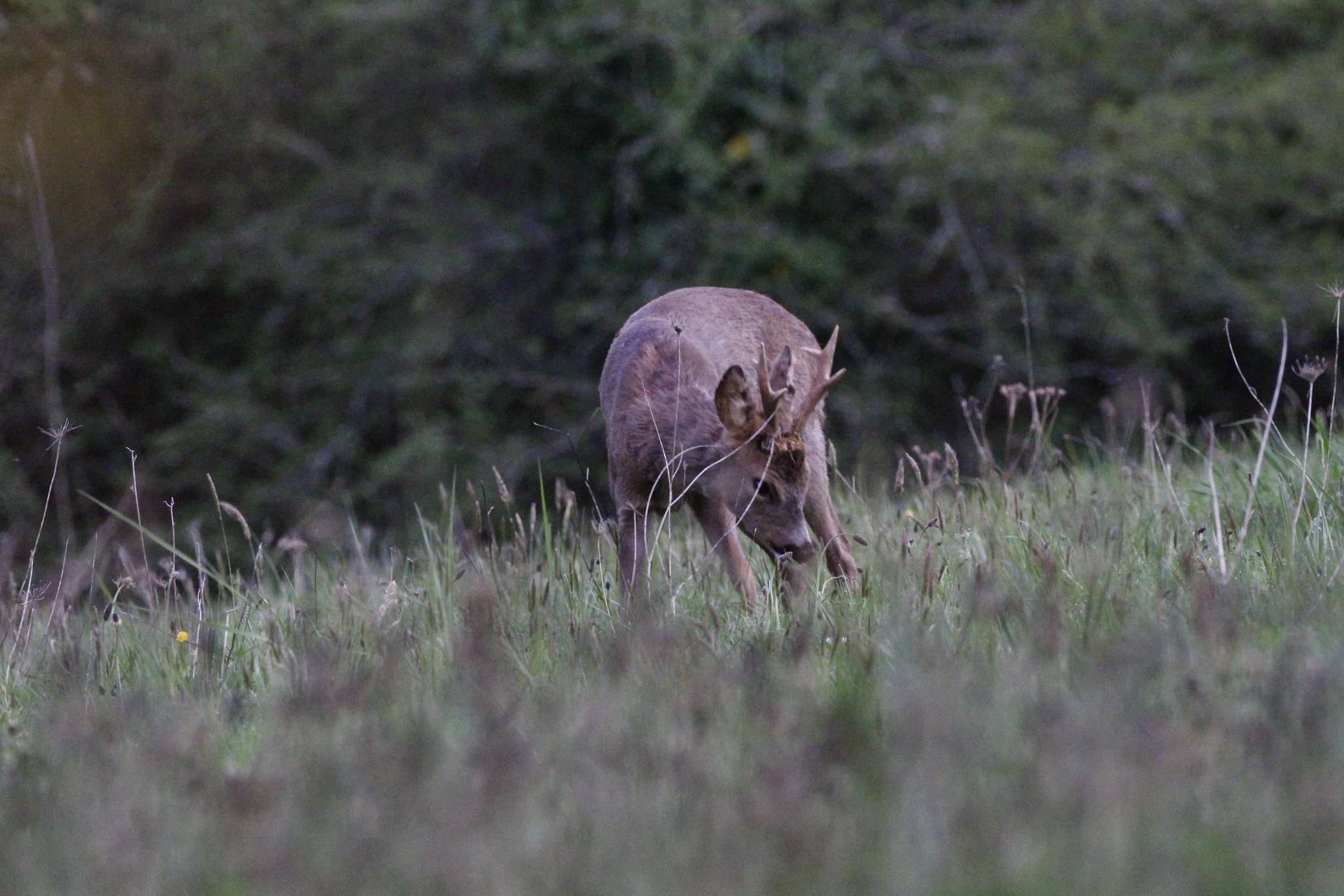 Sigma 150-600mm F5-6.3 DG OS HSM | C sample photo. Belle rencontre avec le chevreuil . photography