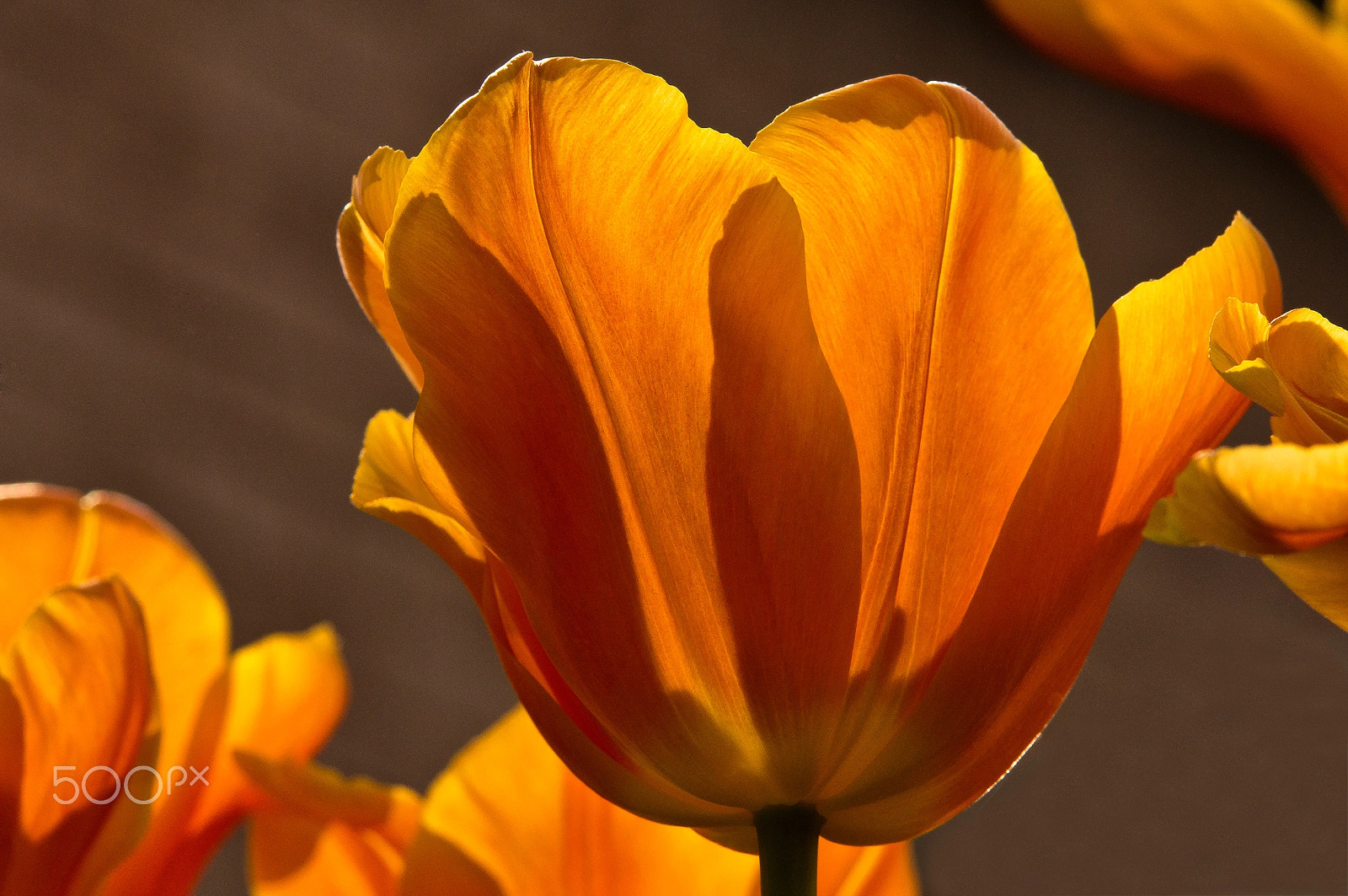 Sony Alpha DSLR-A580 + Tamron SP AF 70-200mm F2.8 Di LD (IF) MACRO sample photo. Tulpen - keuckenhof photography