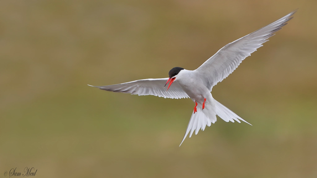 Canon EF 500mm F4L IS USM sample photo. Visdief - common tern photography