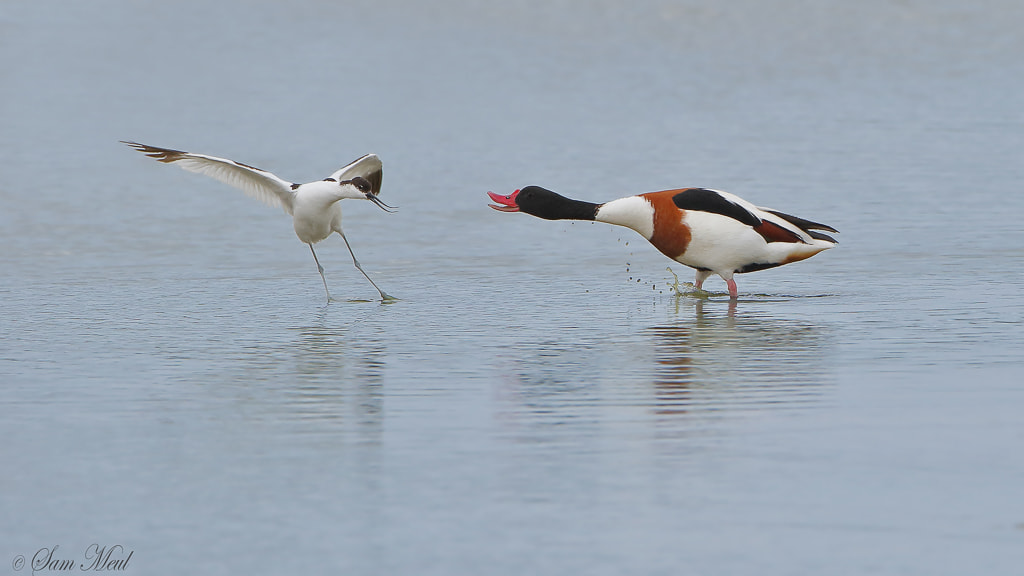 Canon EF 500mm F4L IS USM sample photo. Common shelduck vs pied avocet photography