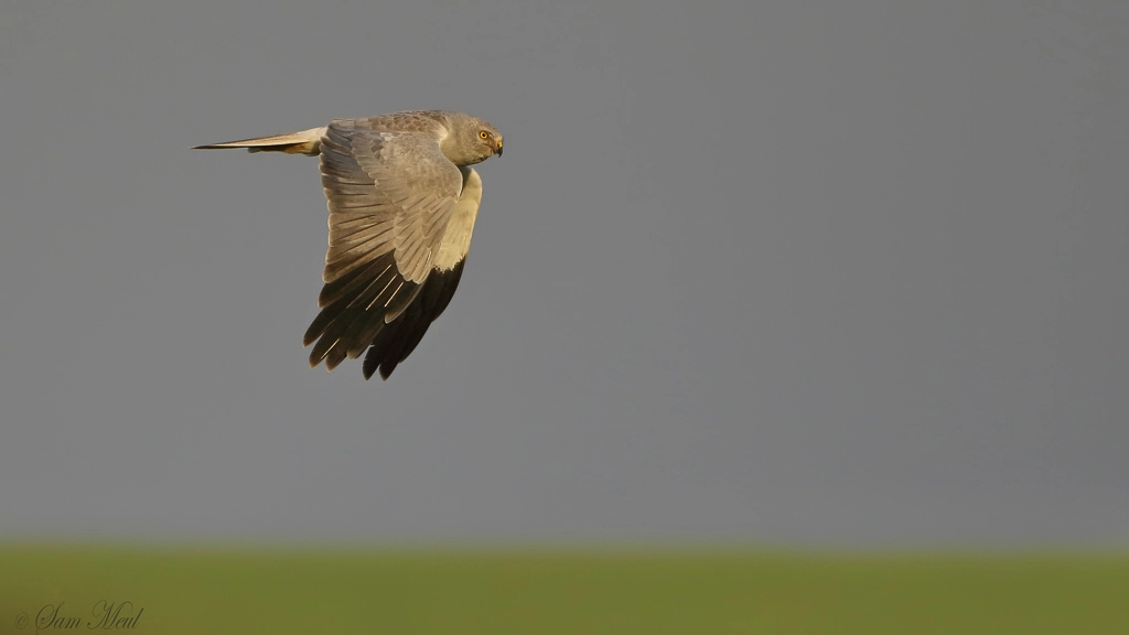 Canon EF 500mm F4L IS USM sample photo. Blauwe kiekendief - hen harrier photography