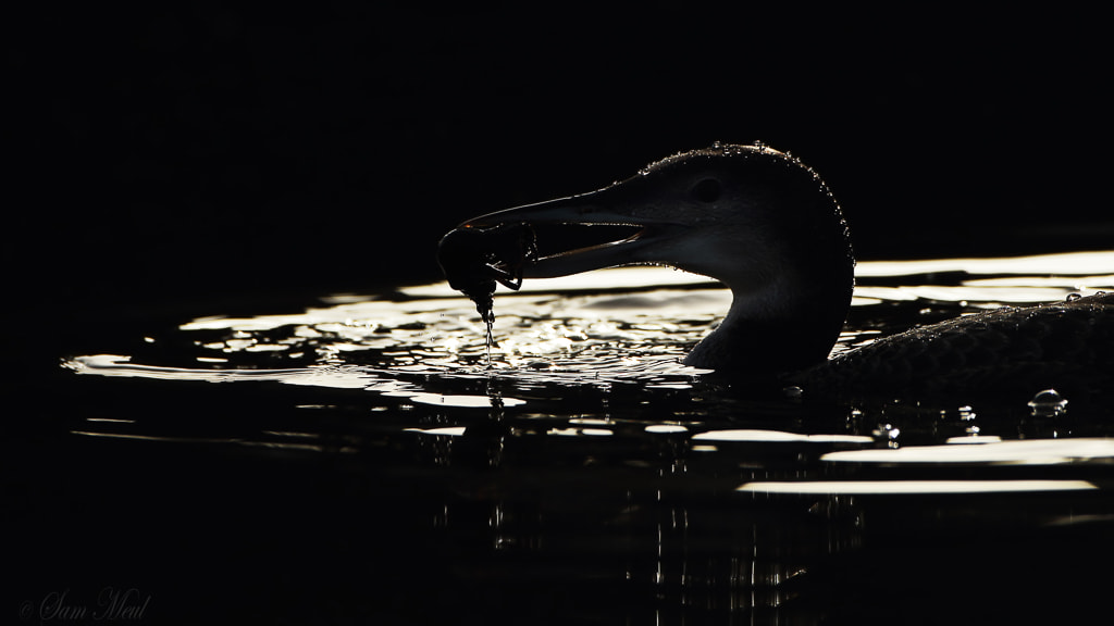 Canon EF 500mm F4L IS USM sample photo. Great northern diver photography