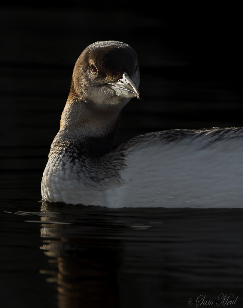 Canon EF 500mm F4L IS USM sample photo. Great northern diver photography