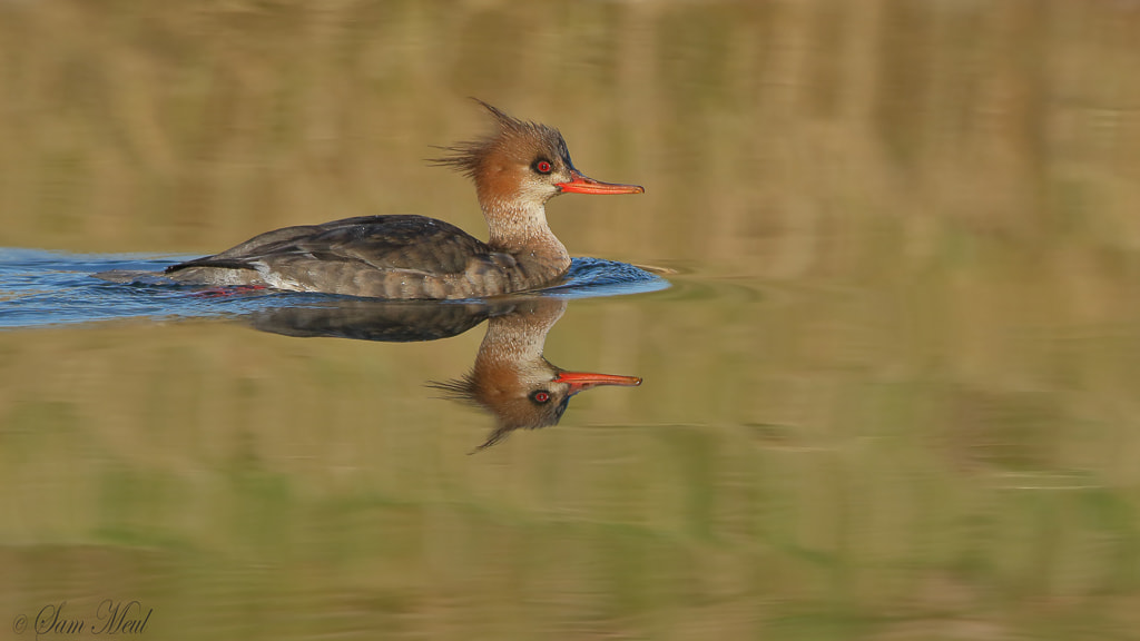 Canon EF 500mm F4L IS USM sample photo. Red breasted merganser photography