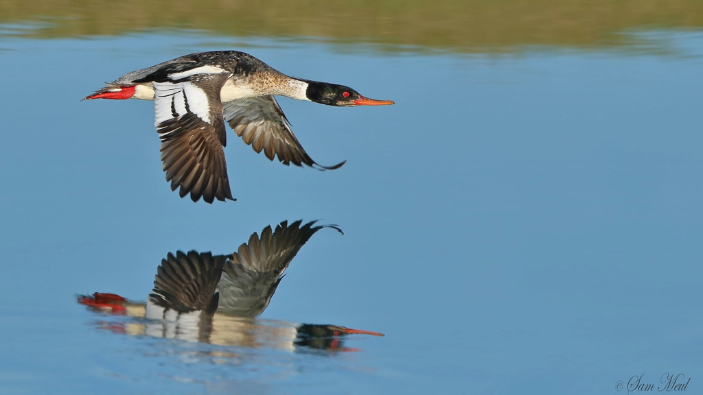 Canon EF 500mm F4L IS USM sample photo. Red breasted merganser photography