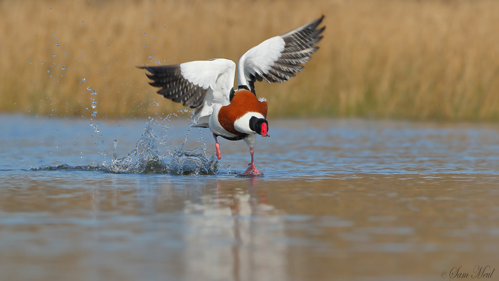 Canon EF 500mm F4L IS USM sample photo. Common shelduck photography