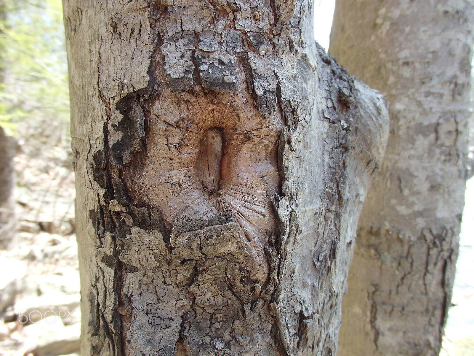 Olympus SH-60 sample photo. Knot in a tree trunk photography