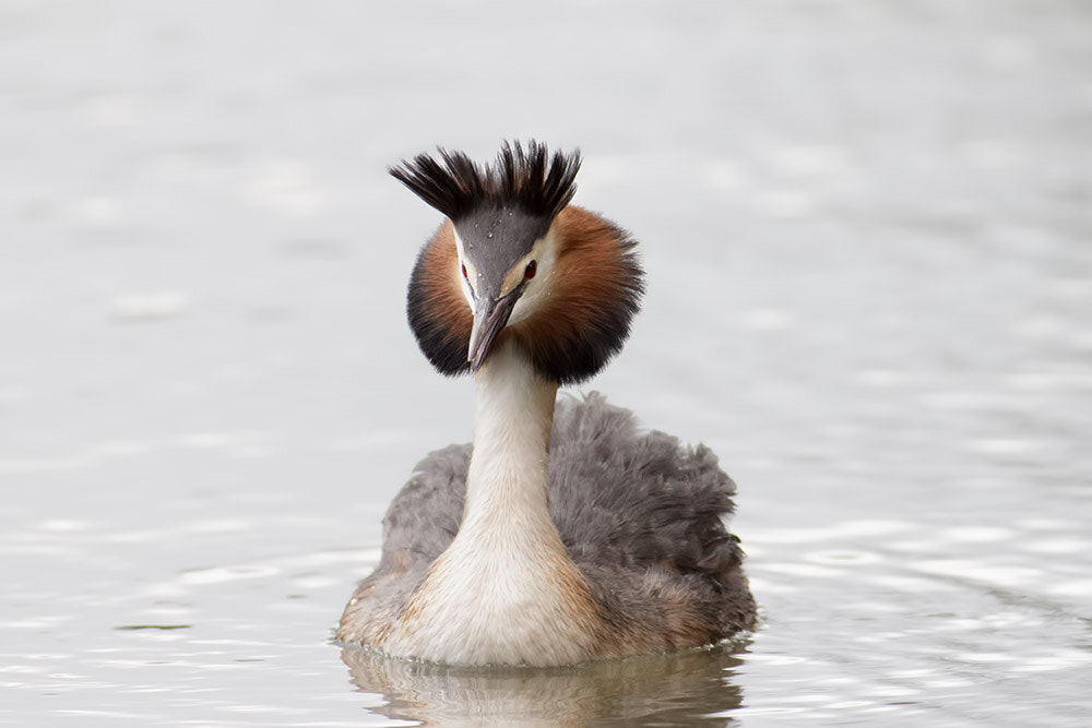 Canon EOS 500D (EOS Rebel T1i / EOS Kiss X3) + Canon EF 400mm F5.6L USM sample photo. Great crested grebe photography