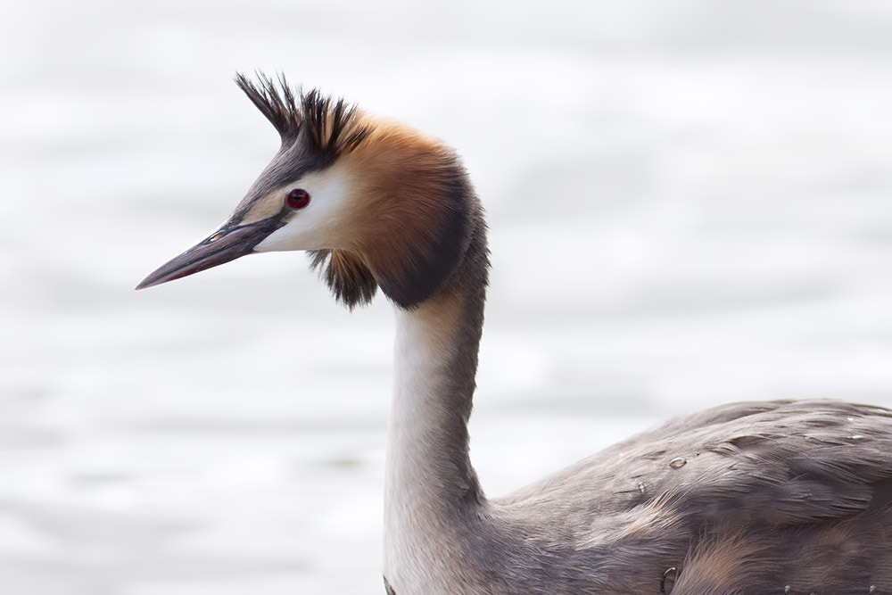 Canon EOS 500D (EOS Rebel T1i / EOS Kiss X3) + Canon EF 400mm F5.6L USM sample photo. Great crested grebe photography