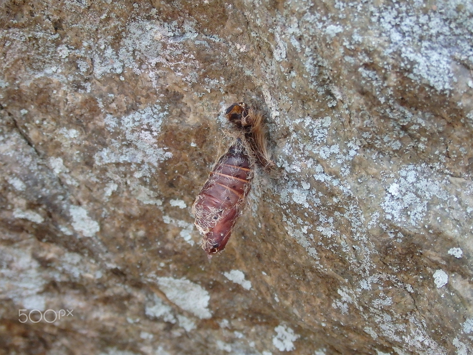 Olympus SH-60 sample photo. Chrysalis photography