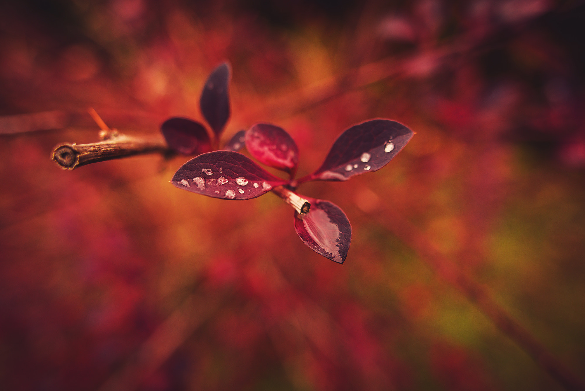 Nikon D800 + Sigma 24mm F1.8 EX DG Aspherical Macro sample photo. Last drops of autumn photography