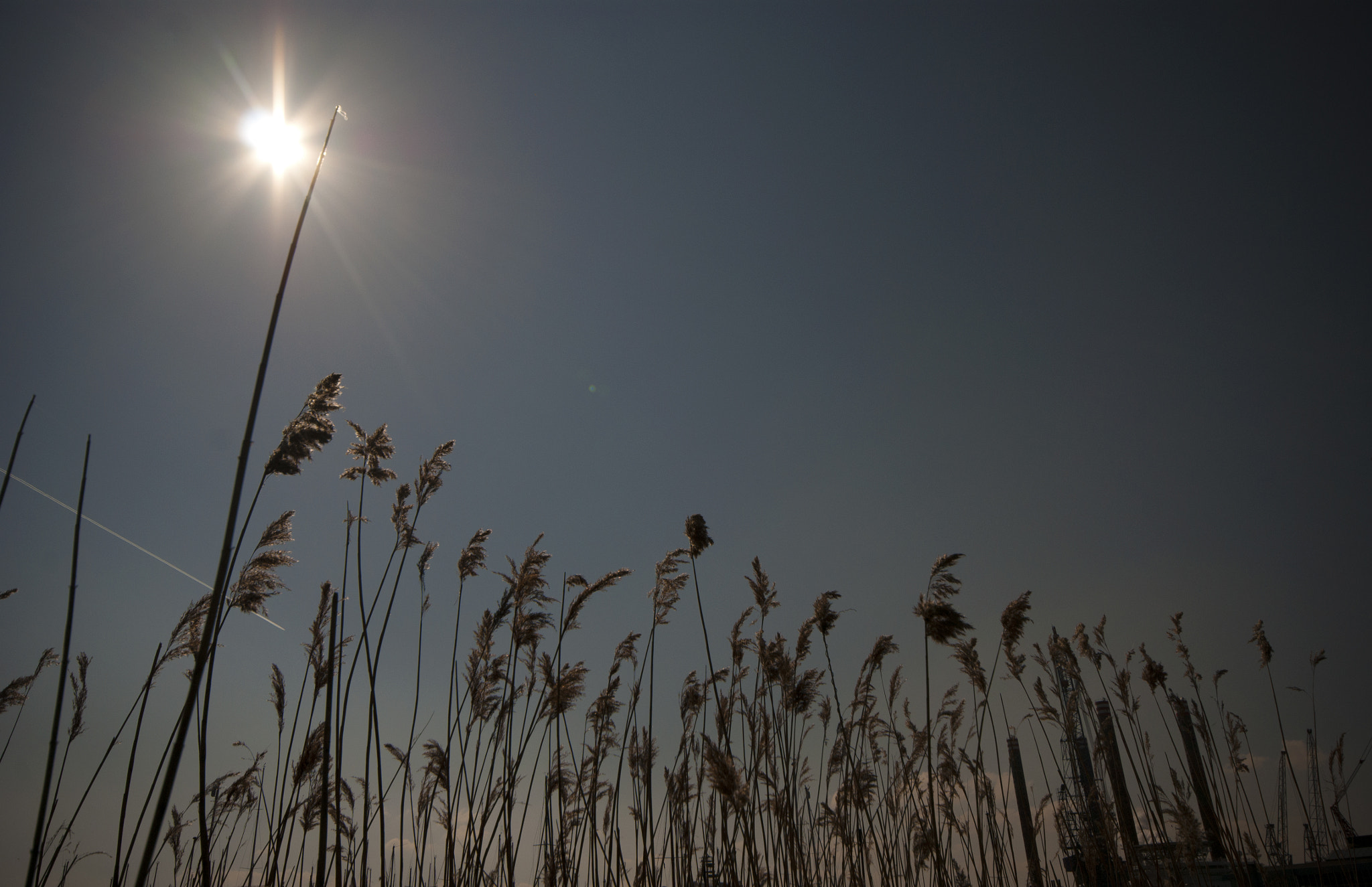 Sigma AF 10-20mm F4-5.6 EX DC sample photo. Sun and cane photography