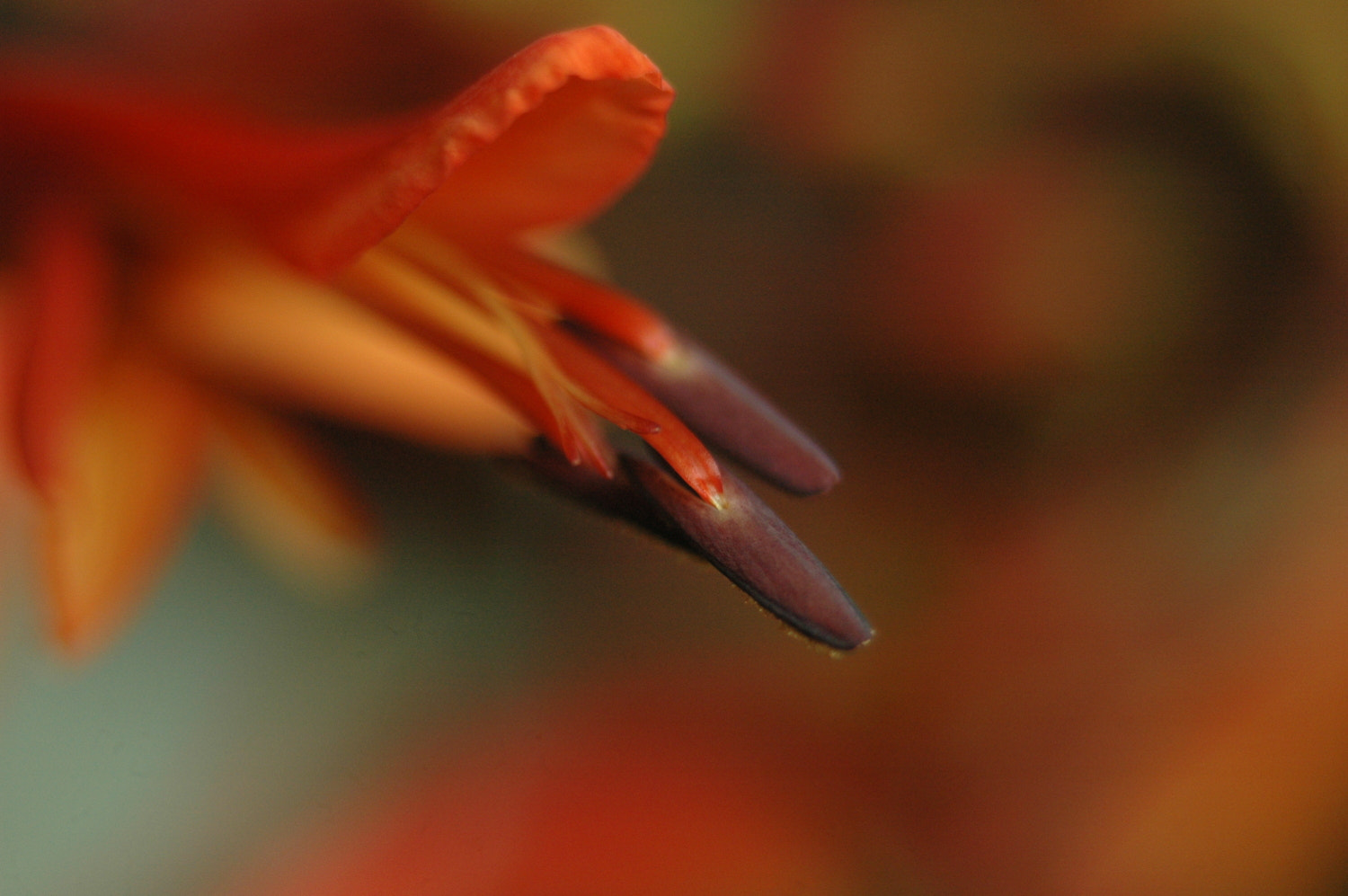 AF Zoom-Nikkor 35-70mm f/3.3-4.5 N sample photo. A photography