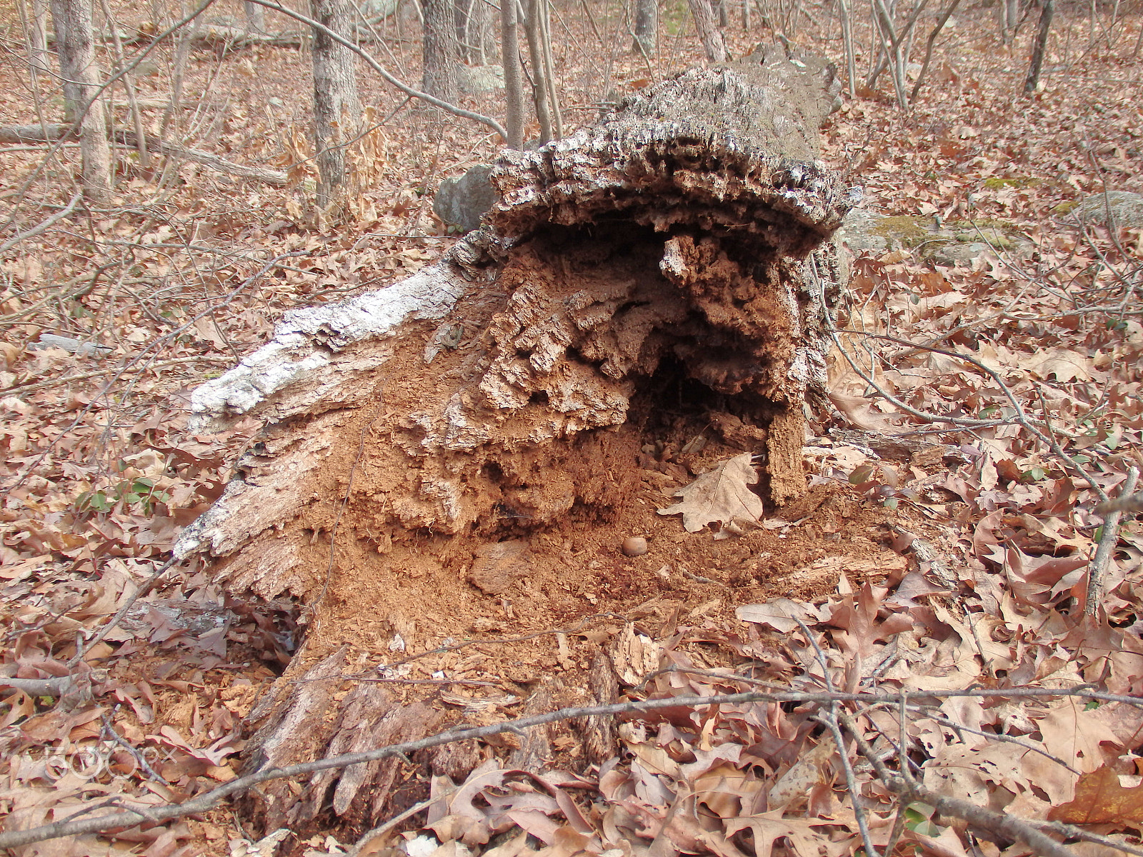Olympus SH-60 sample photo. Rotting log photography