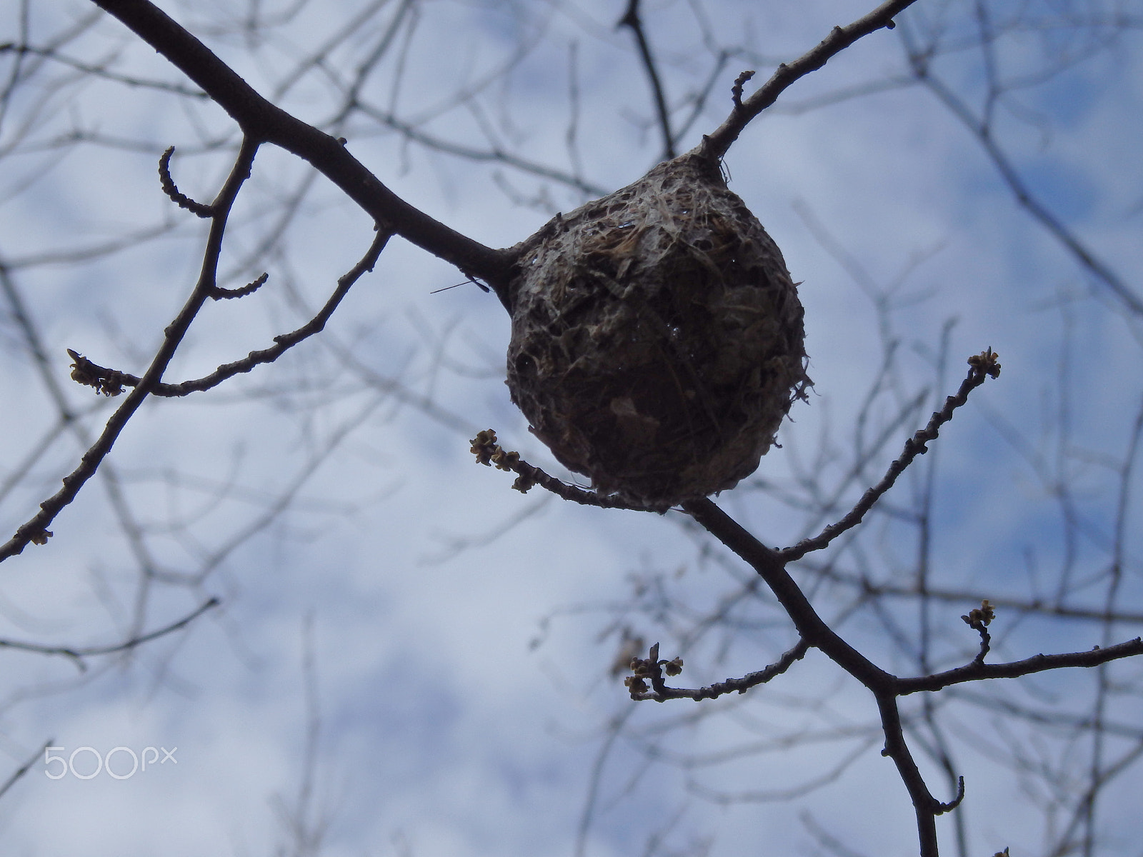 Olympus SH-60 sample photo. Nest? photography