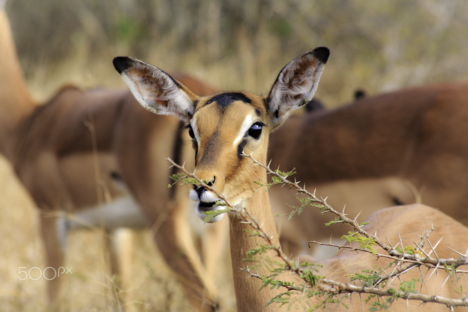 Sigma 70-300mm F4-5.6 APO DG Macro sample photo. Impala photography