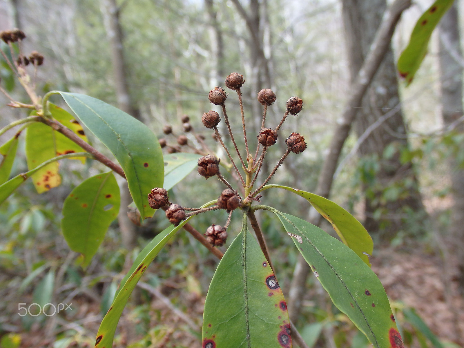 Olympus SH-60 sample photo. Leaves and buds photography