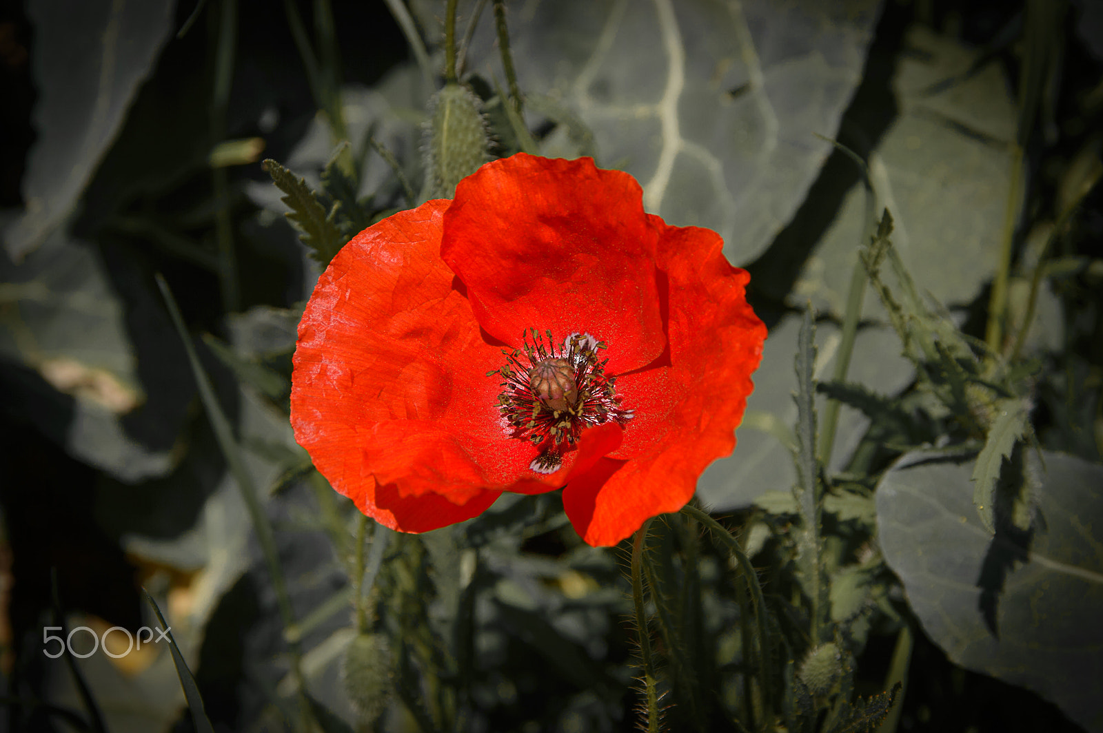 Nikon D3200 + Sigma 17-70mm F2.8-4 DC Macro OS HSM | C sample photo. Poppy photography