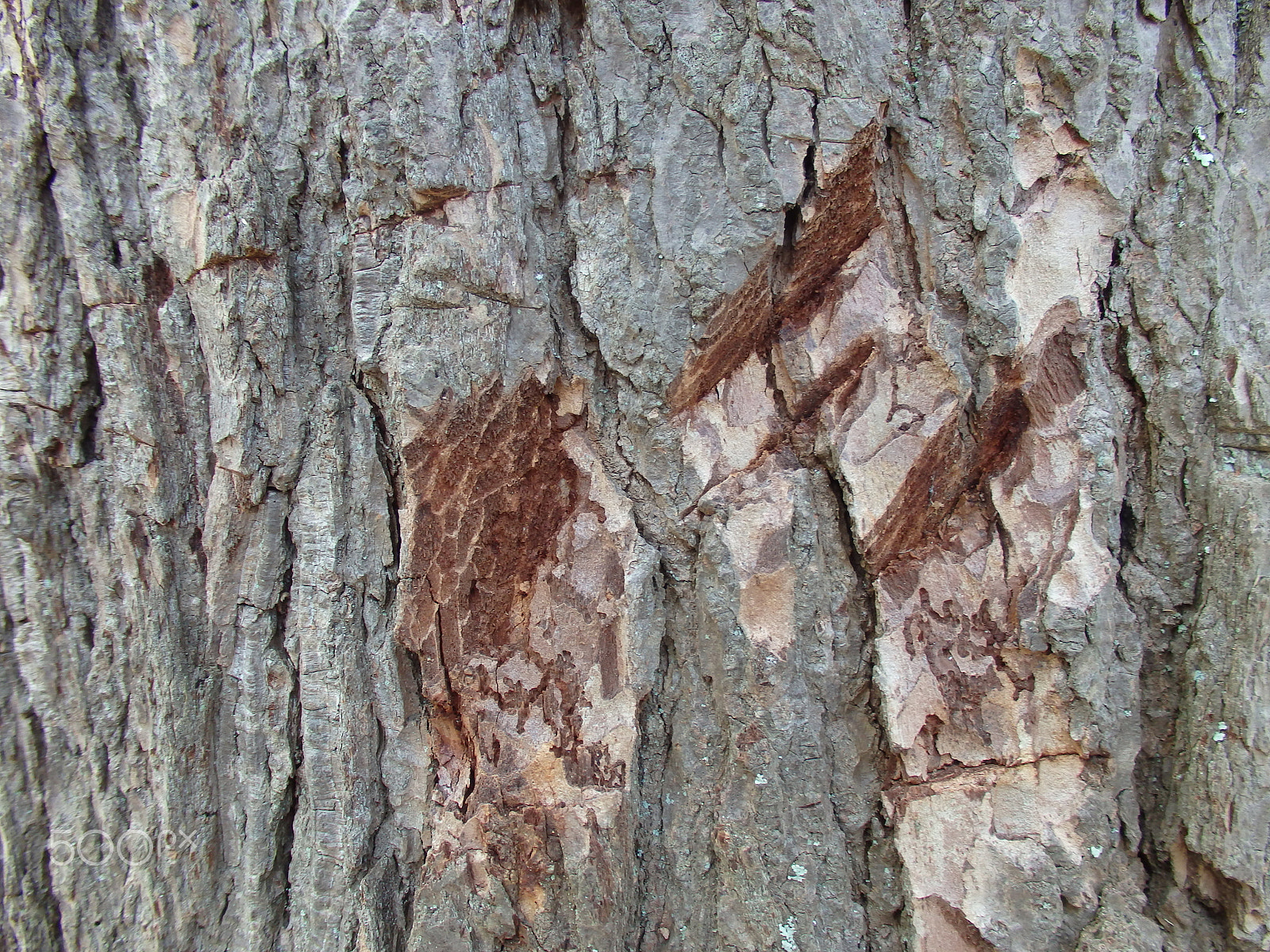 Olympus SH-60 sample photo. Scarred bark photography
