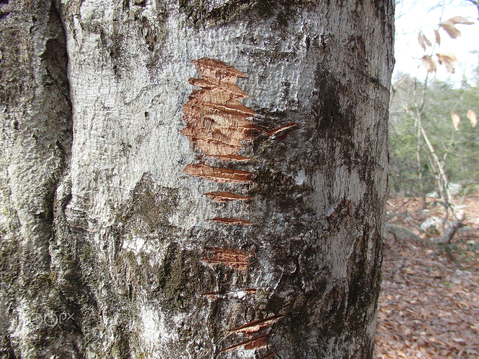 Olympus SH-60 sample photo. Another scarred tree photography