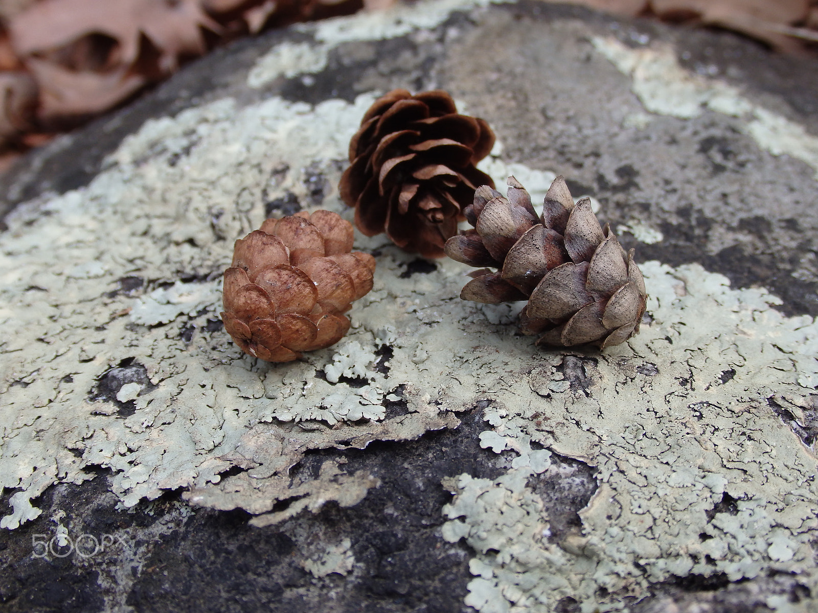 Olympus SH-60 sample photo. Miniature pinecones photography