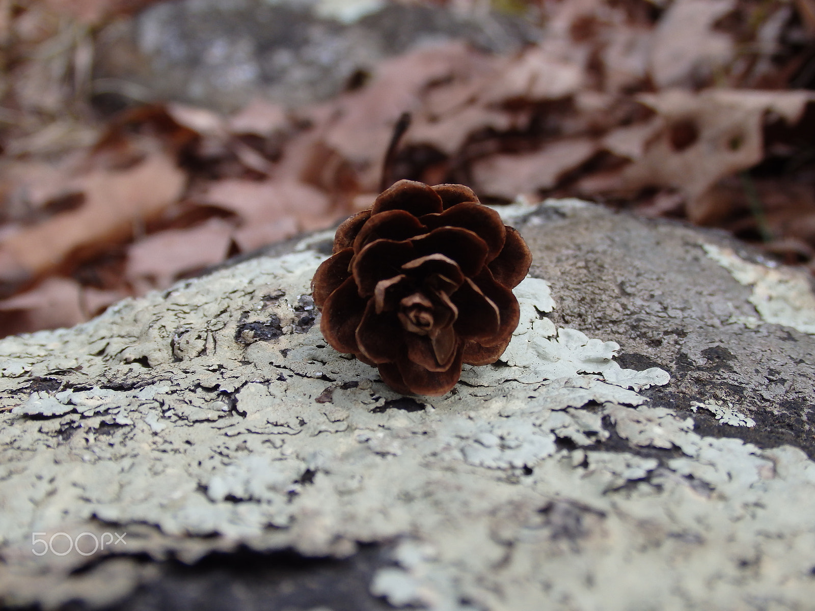 Olympus SH-60 sample photo. Pinecone or rose? photography