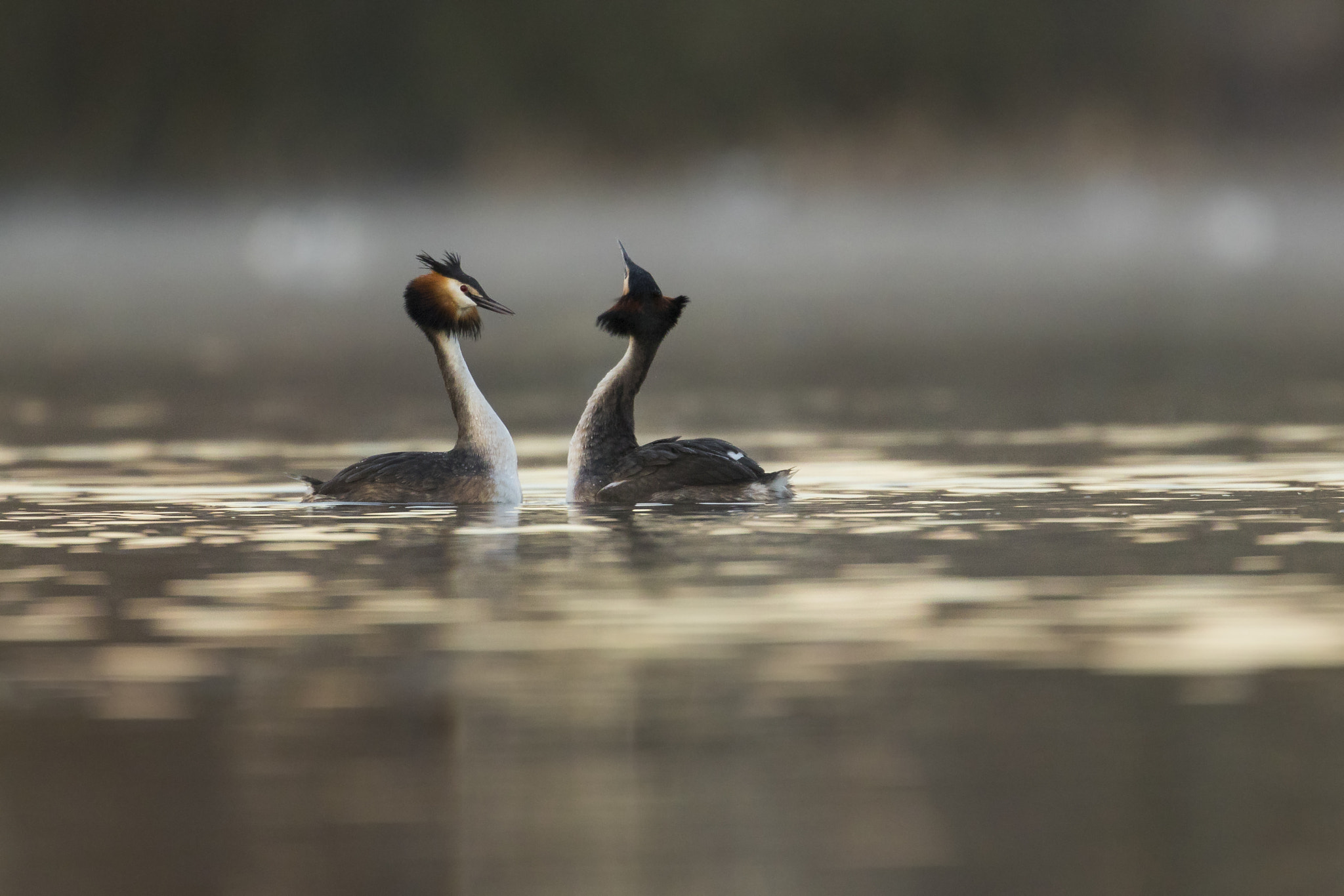 Canon EF 300mm F2.8L IS II USM sample photo. Great crested grebes in backlight photography