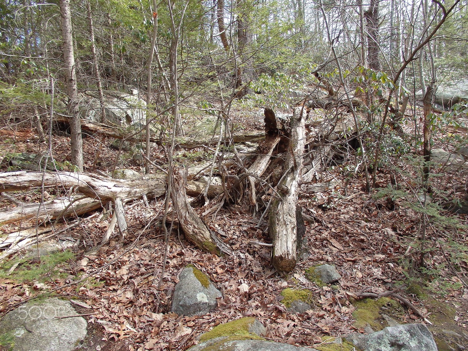 Olympus SH-60 sample photo. Logs in a pile photography