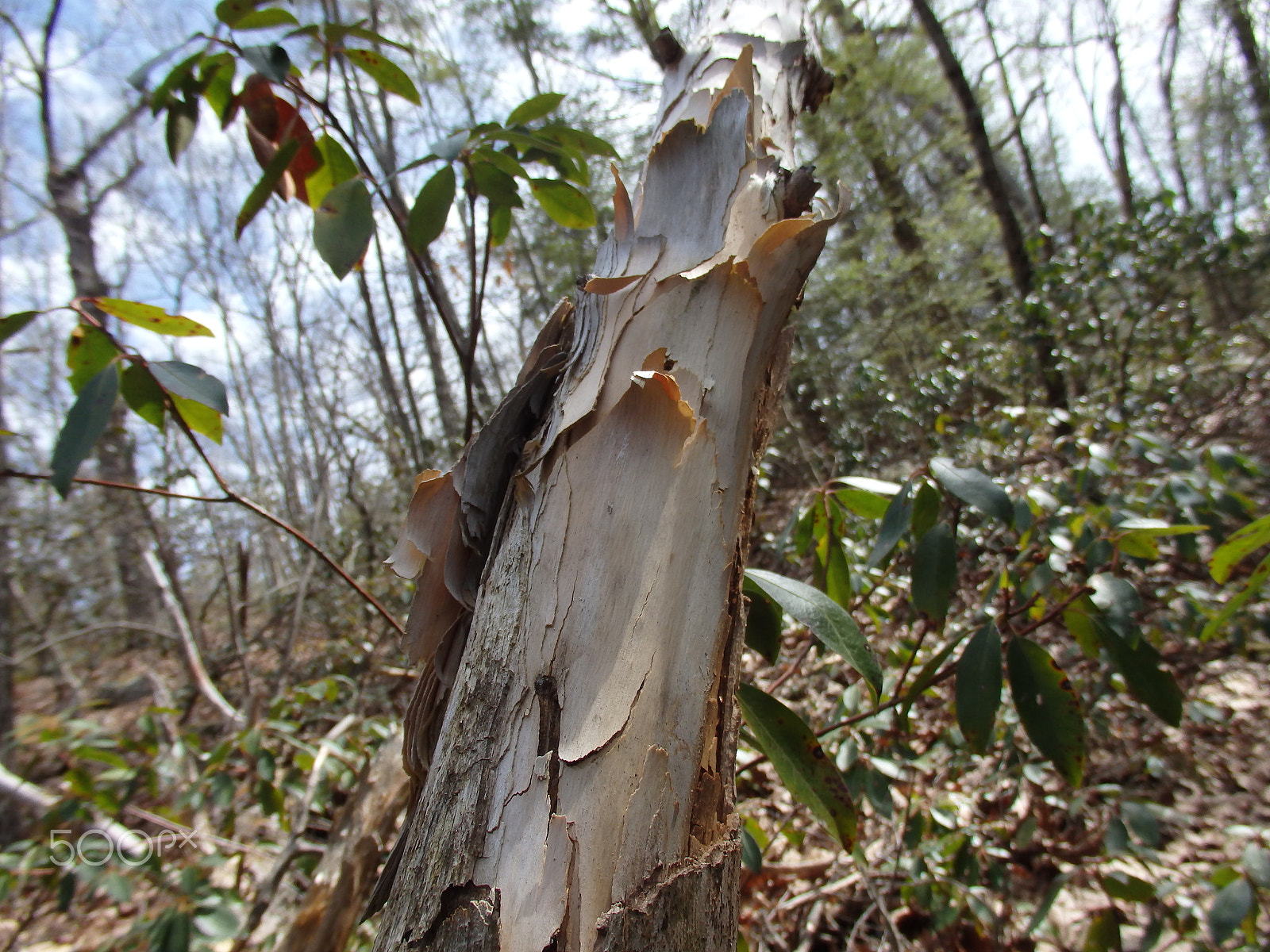 Olympus SH-60 sample photo. Peeling bark photography