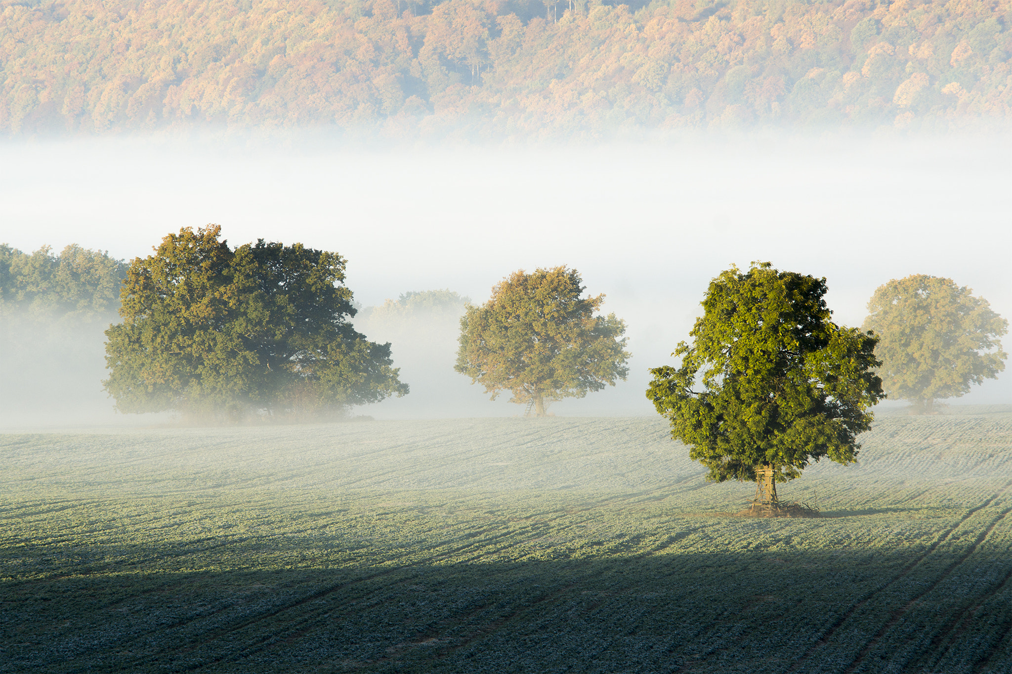 Sony SLT-A65 (SLT-A65V) + Minolta AF 70-210mm F4 Macro sample photo. Misty morning in the fields photography