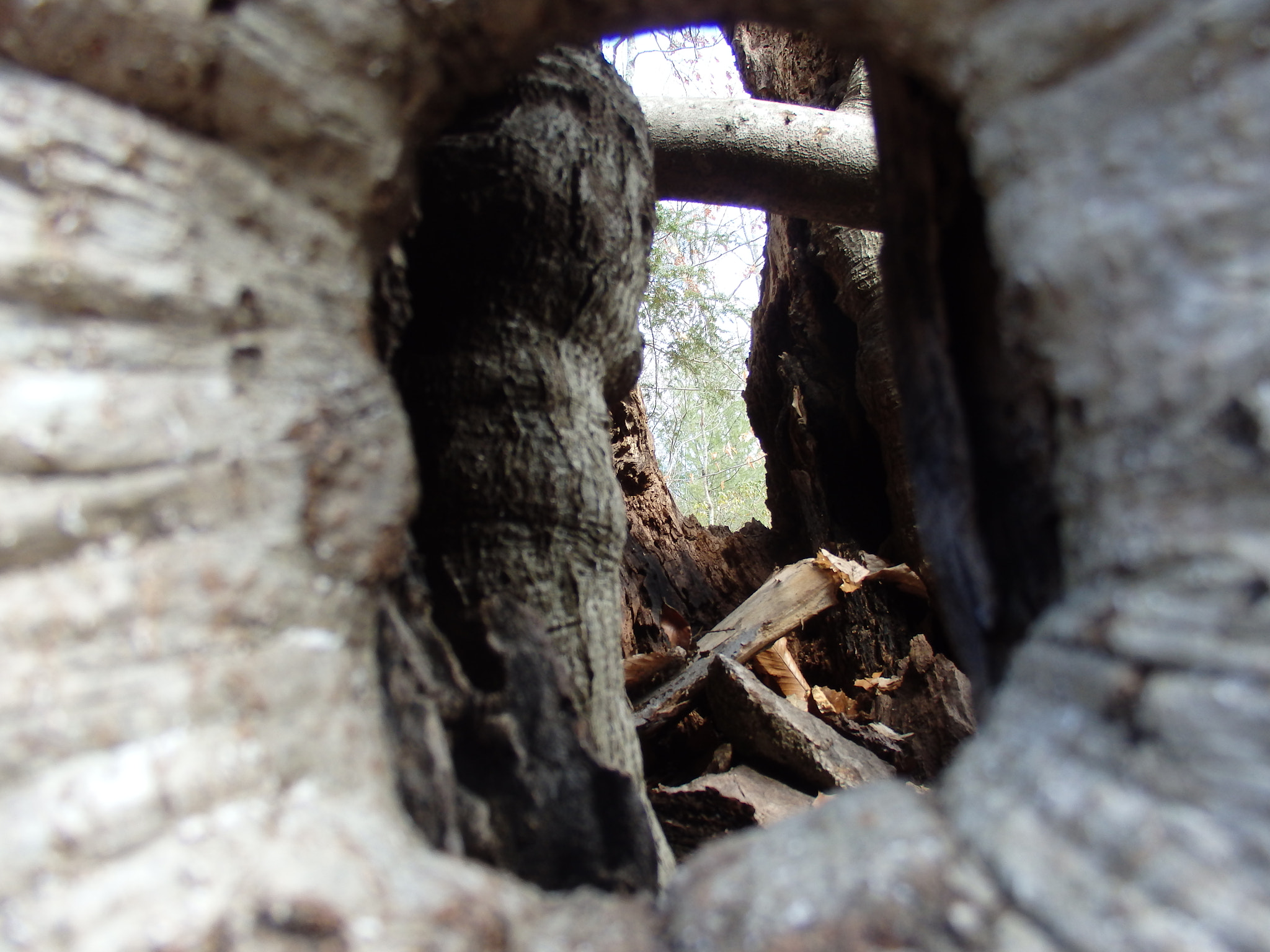 Olympus SH-60 sample photo. Portal through a tree trunk photography
