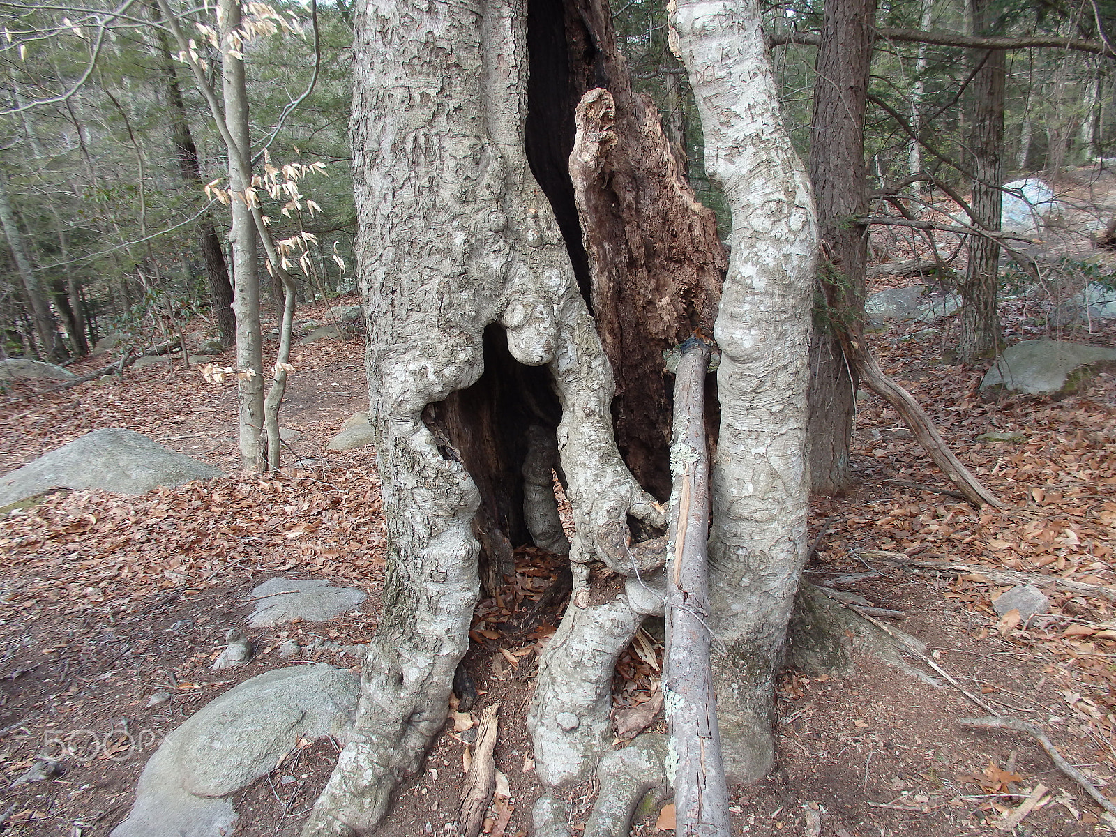 Olympus SH-60 sample photo. Mangled tree photography