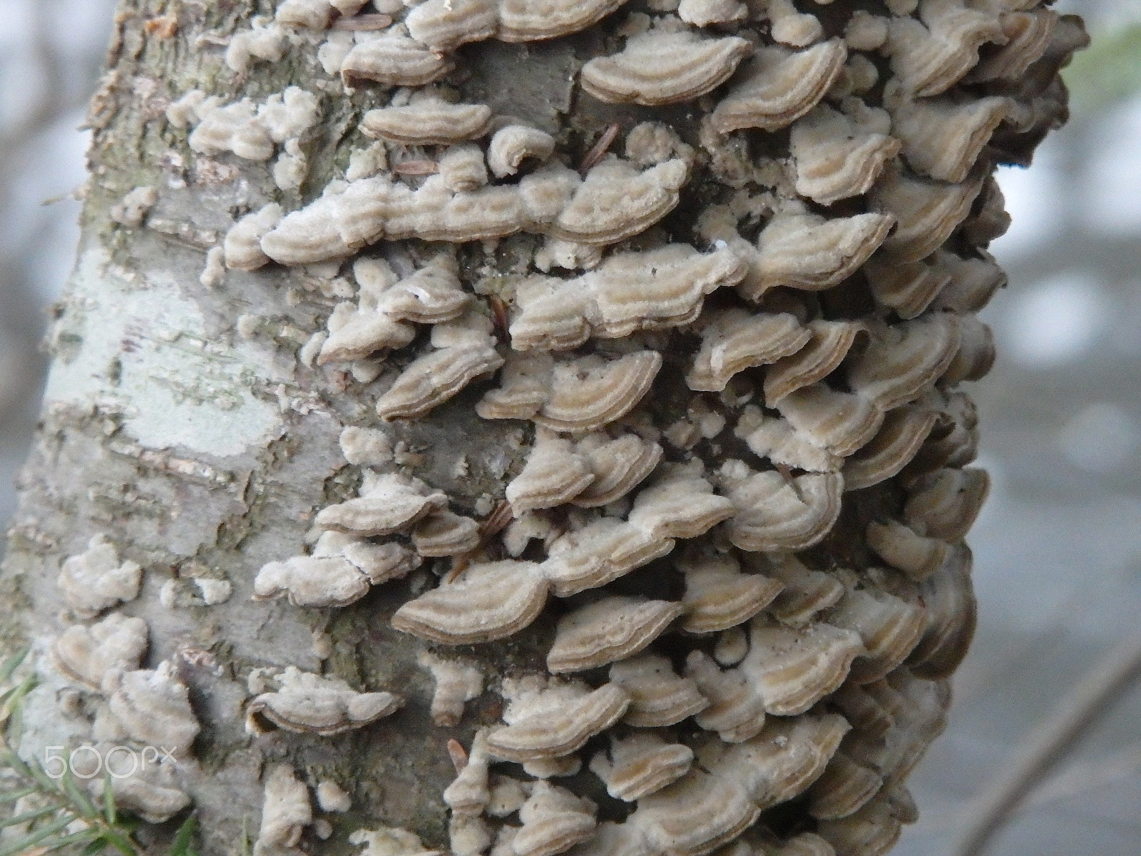 Olympus SH-60 sample photo. Mushroom scales 1 photography
