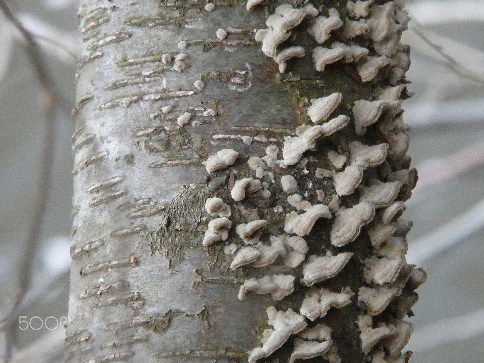 Olympus SH-60 sample photo. Mushroom scales 2 photography
