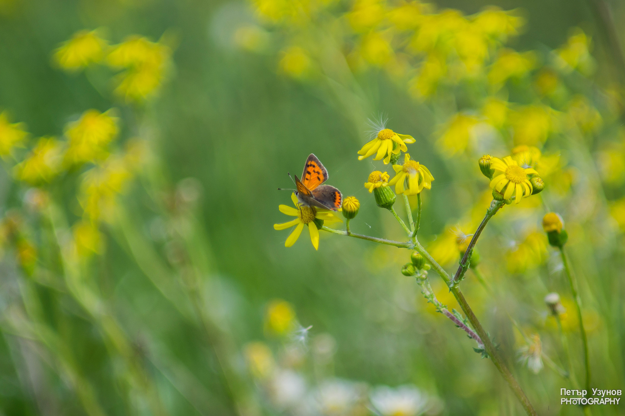 Sony SLT-A58 + Minolta AF 80-200mm F4.5-5.6 sample photo. Butterfly photography