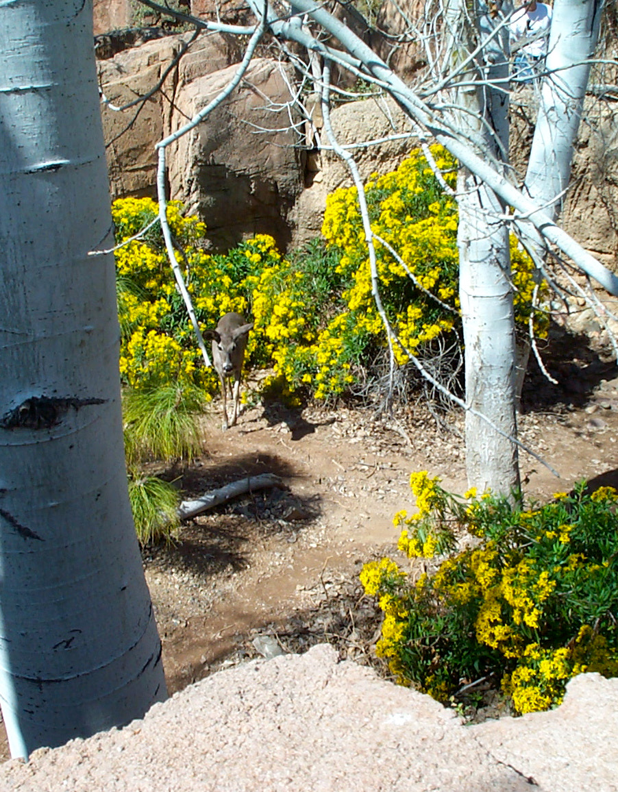 Kodak DC280 ZOOM DIGITAL CAMERA sample photo. Deer - arizona sonora desert museum photography