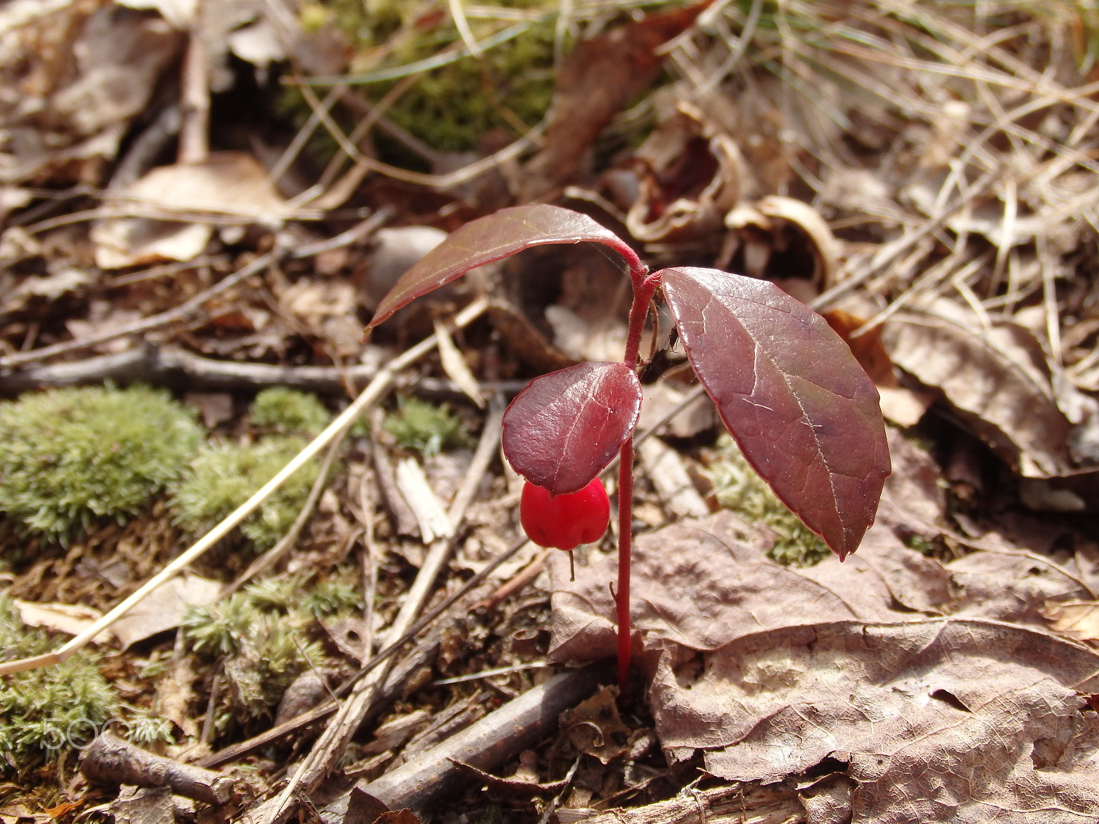 Olympus SH-60 sample photo. Red leaves photography